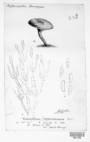 Cladobotryum image